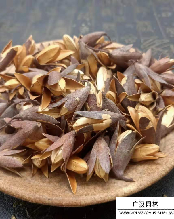 春芽樹種子