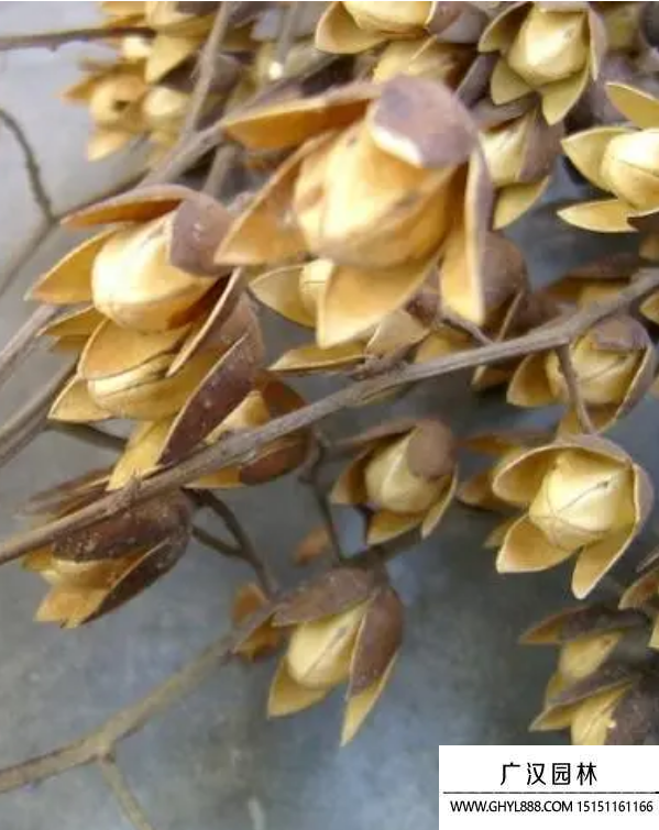 春芽樹種子