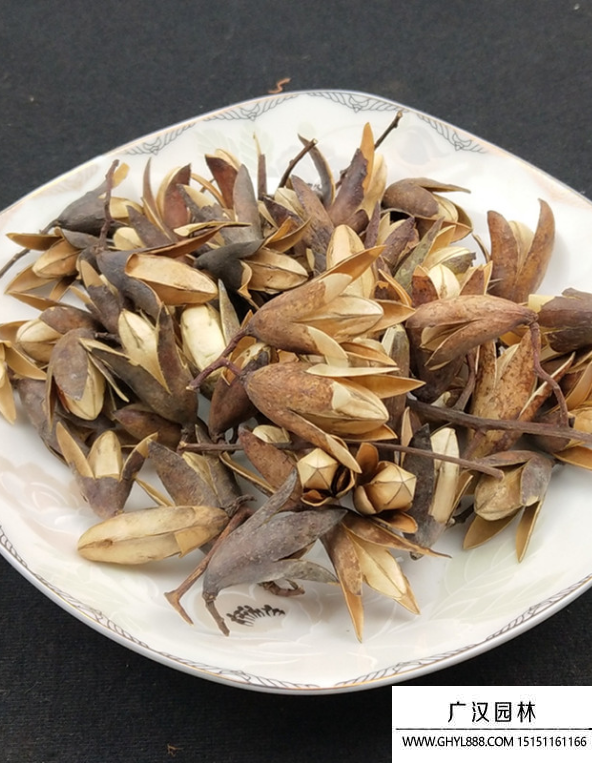 春芽樹種子