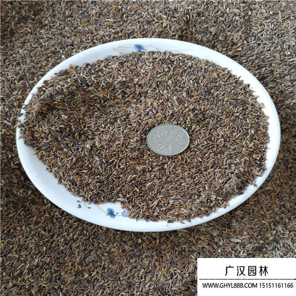 翠菊種子