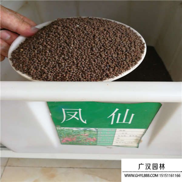 鳳仙花種子