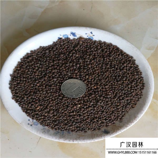 鳳仙花種子