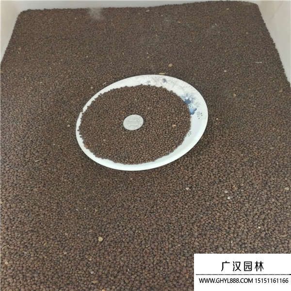 鳳仙花種子
