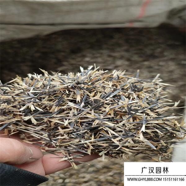 孔雀草種子