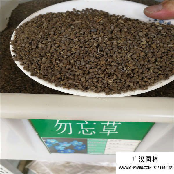 勿忘我種子
