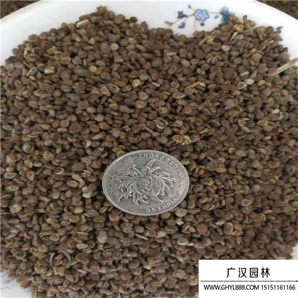 勿忘我種子