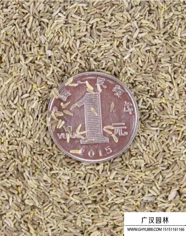 小菊花種子