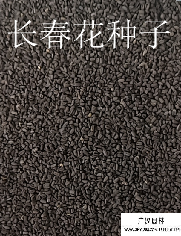 長春花種子