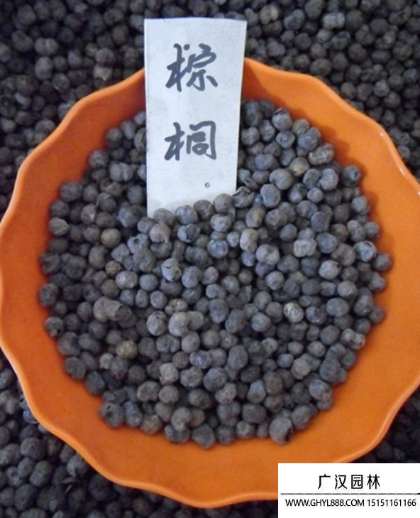 棕櫚種子
