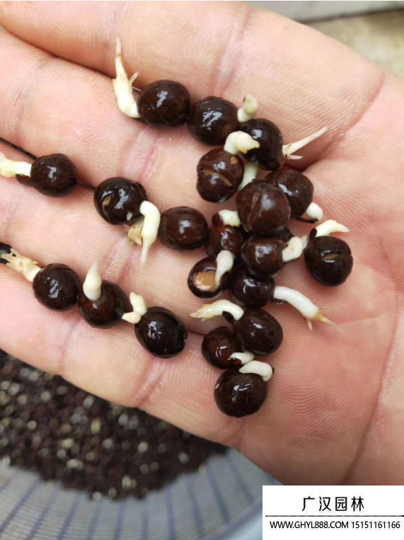 美人蕉種子