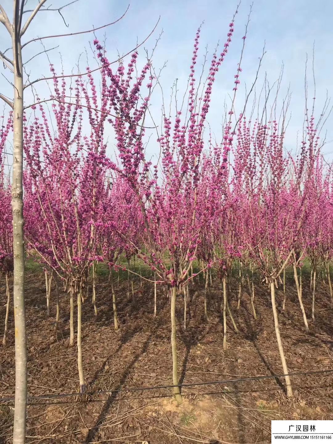 紫荊