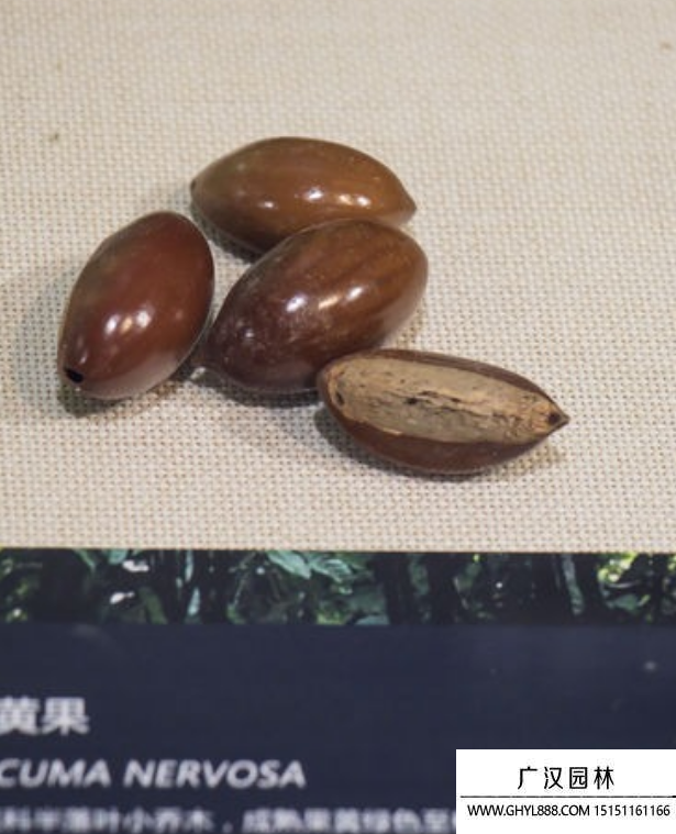 蛋黃果種子