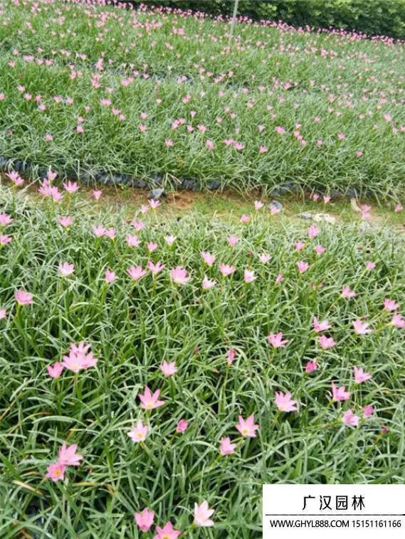 紅花韭蘭