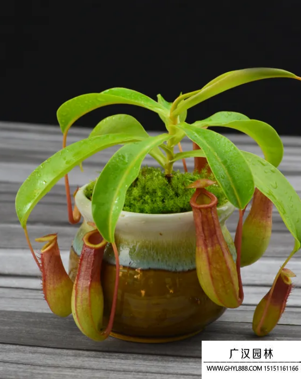 豬籠草