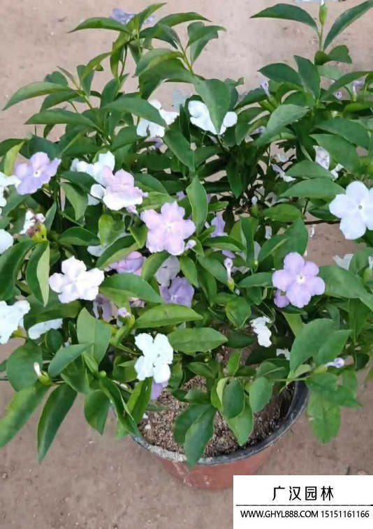 雙色茉莉