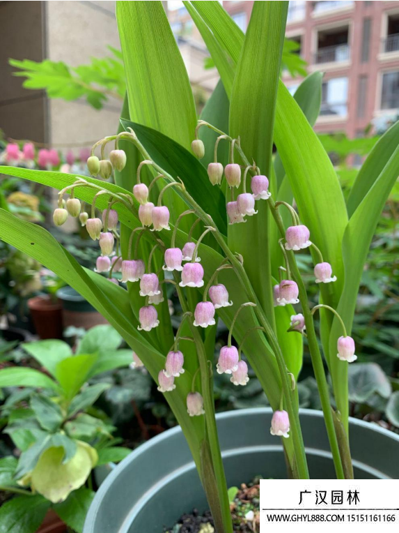 鈴蘭花