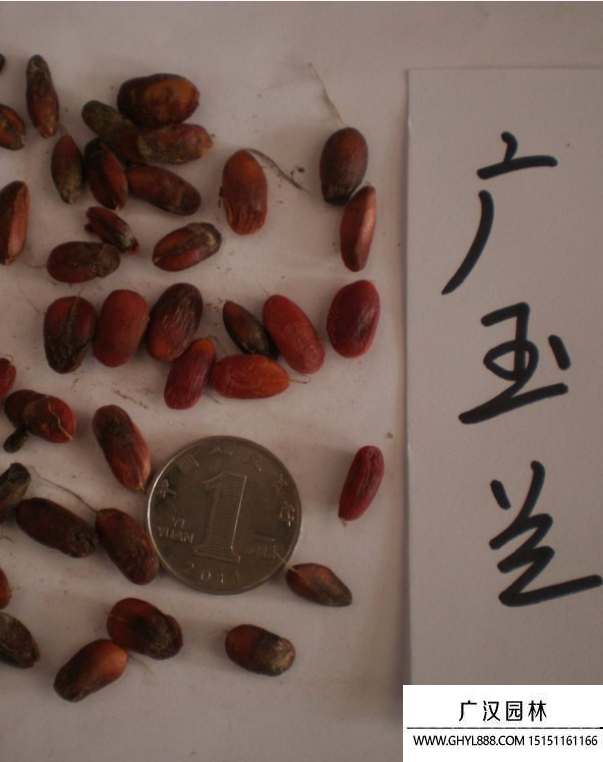 玉蘭樹種子