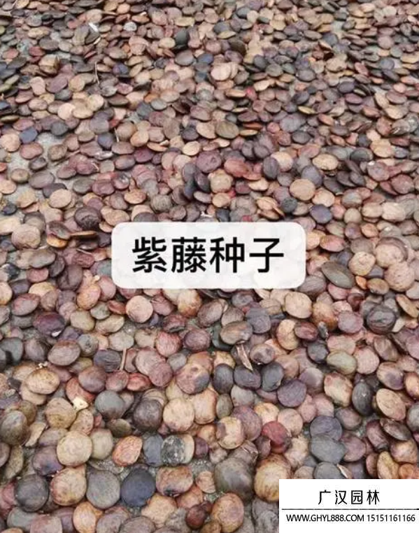 紫藤種子