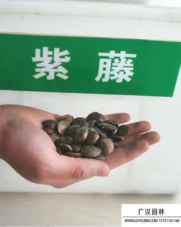 紫藤種子