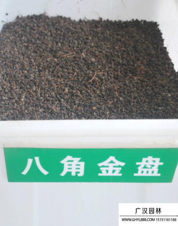 八角金盤種子