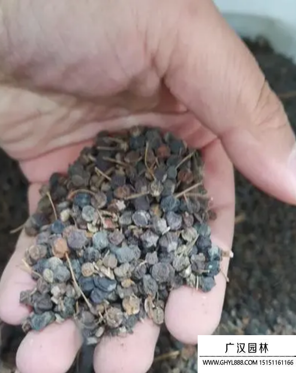 八角金盤種子