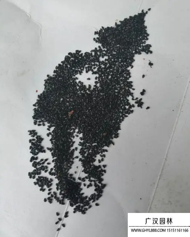 火龍果種子