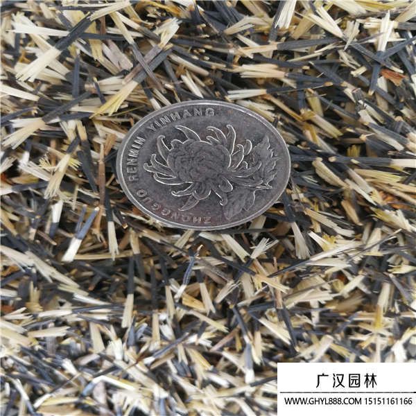 孔雀草種子