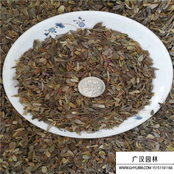 百日草種子