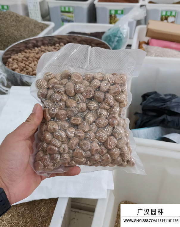 發財樹種子