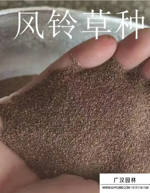 風鈴草種子