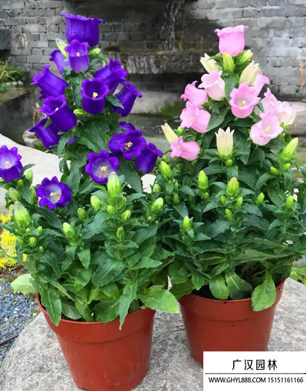 風鈴草