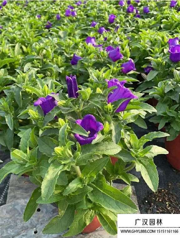 風鈴草