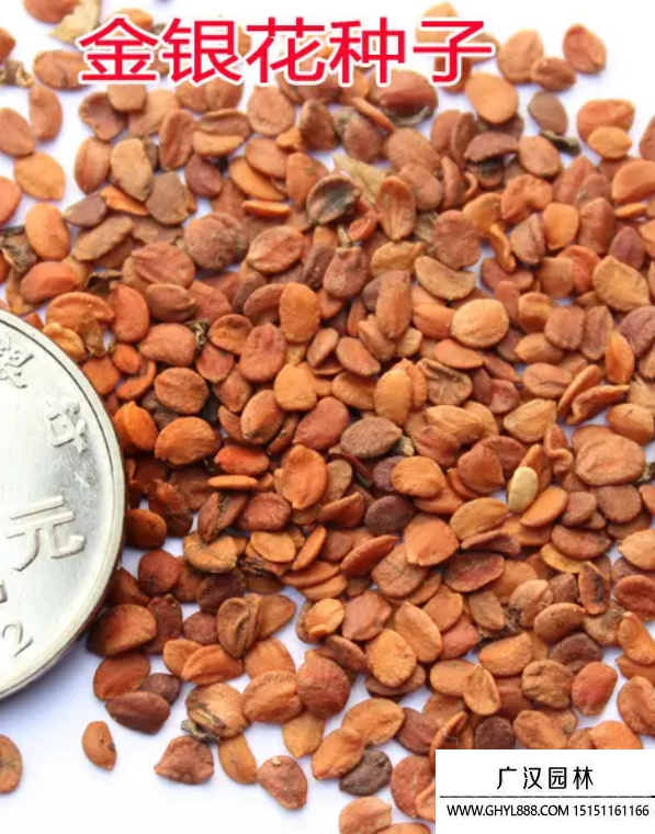 金銀花種子