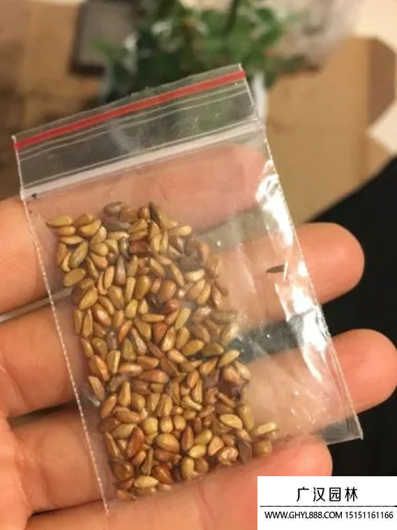 玫瑰種子