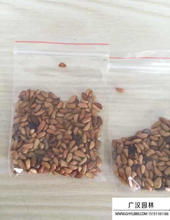 玫瑰種子