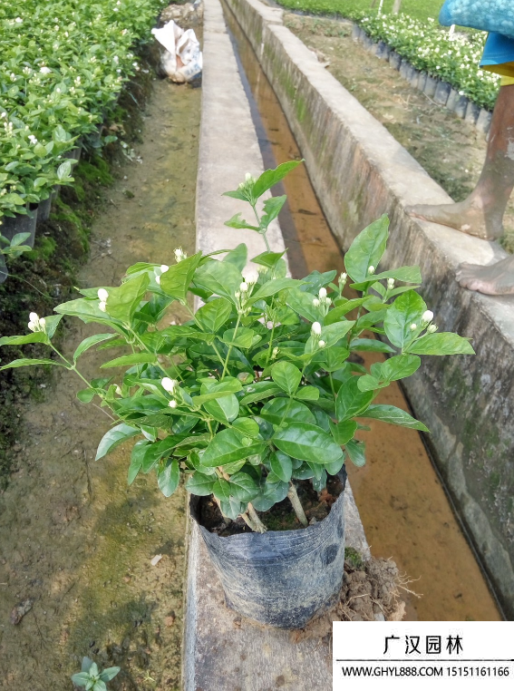 茉莉