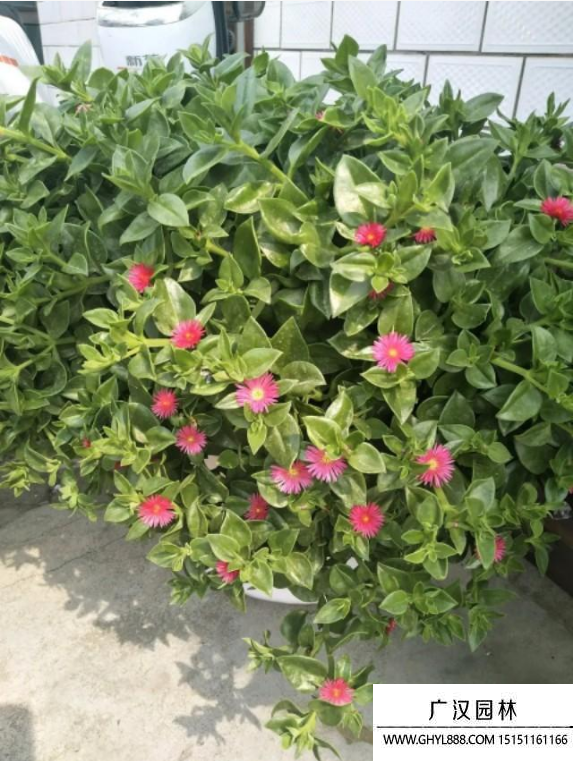 牡丹吊蘭