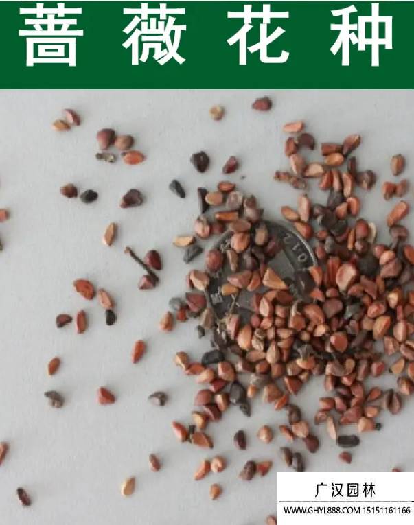 薔薇種子