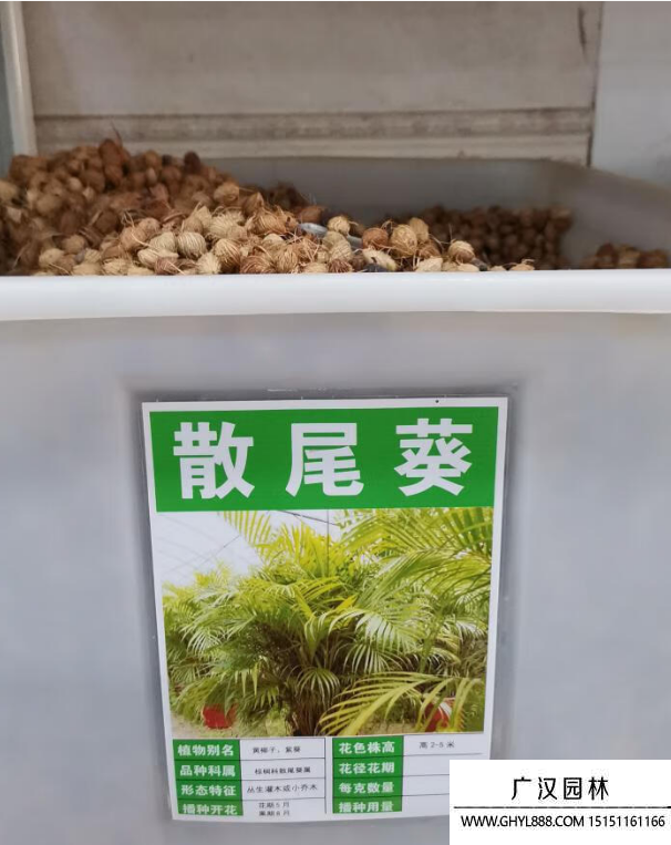 散尾葵種子