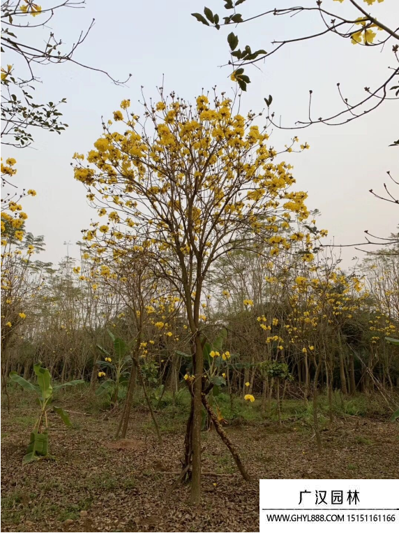 黃花風鈴