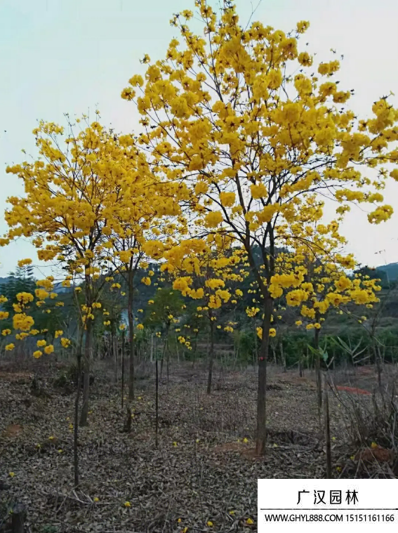 黃花風鈴