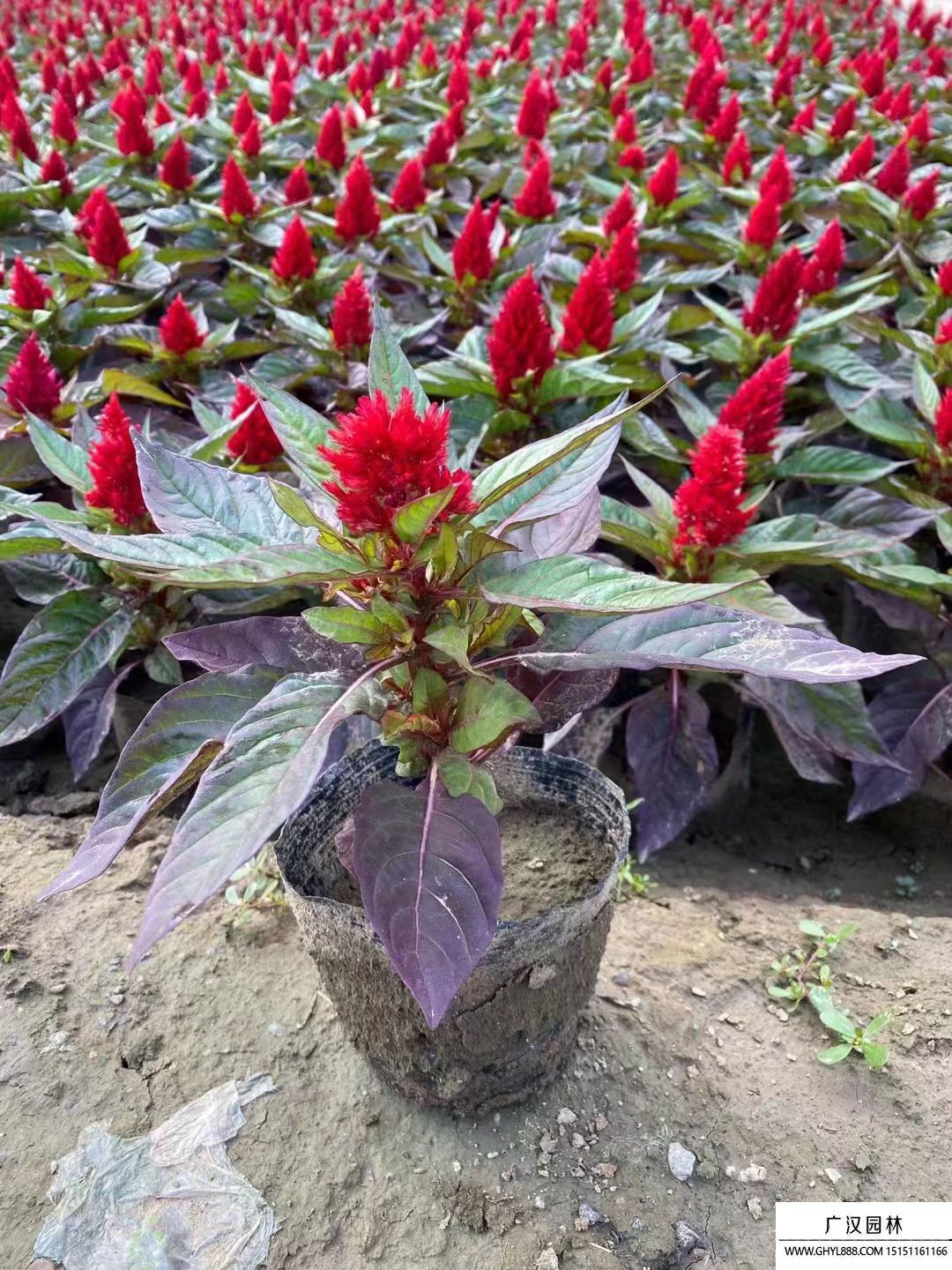 雞冠花