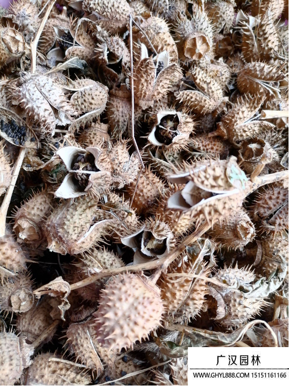白花洋金花種子