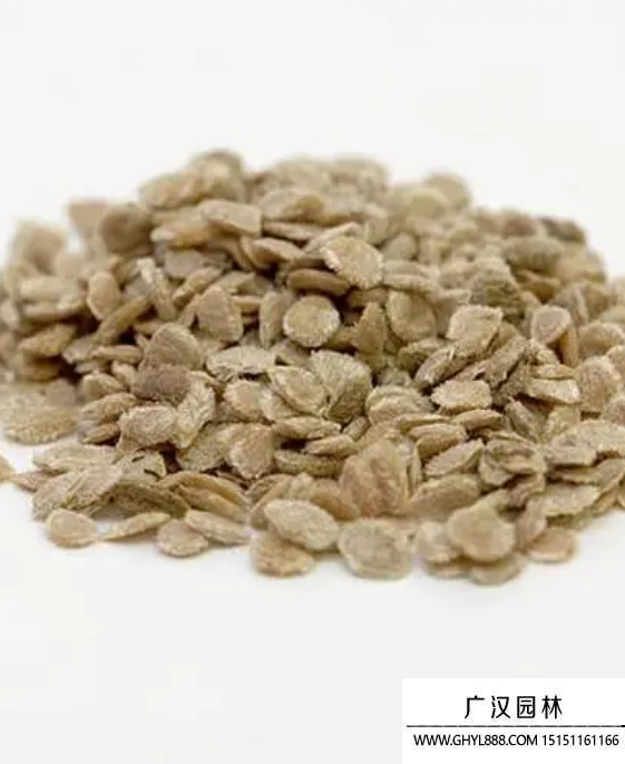 番茄種子