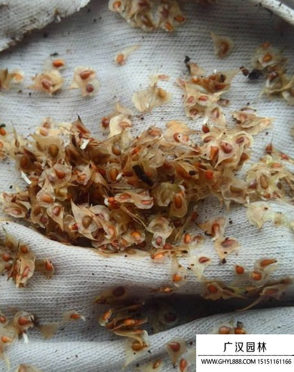 花毛茛種子
