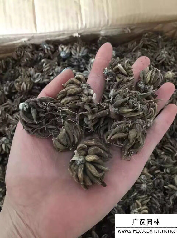 花毛茛種子