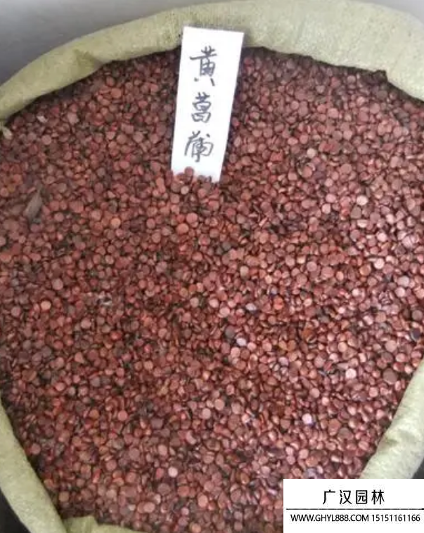 黃菖蒲種子