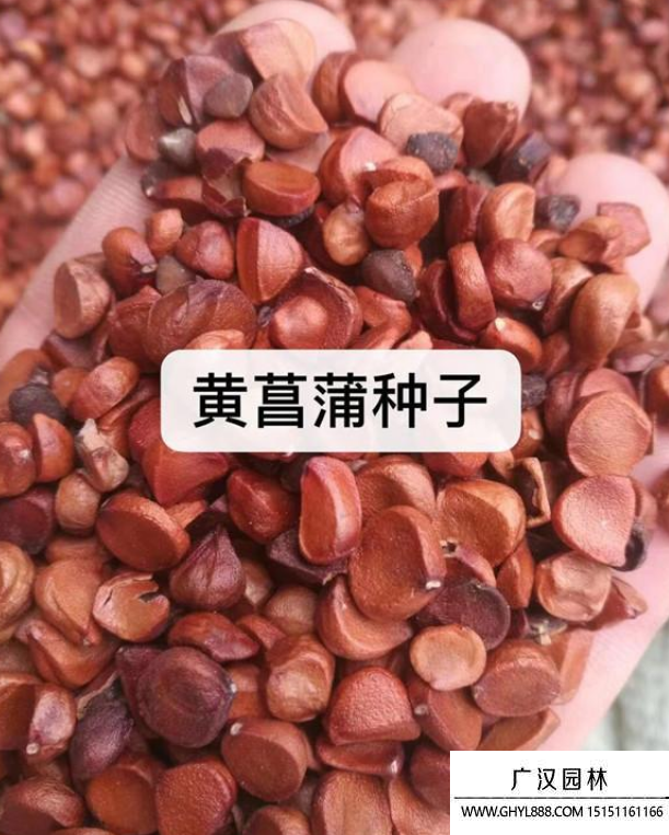 黃菖蒲種子