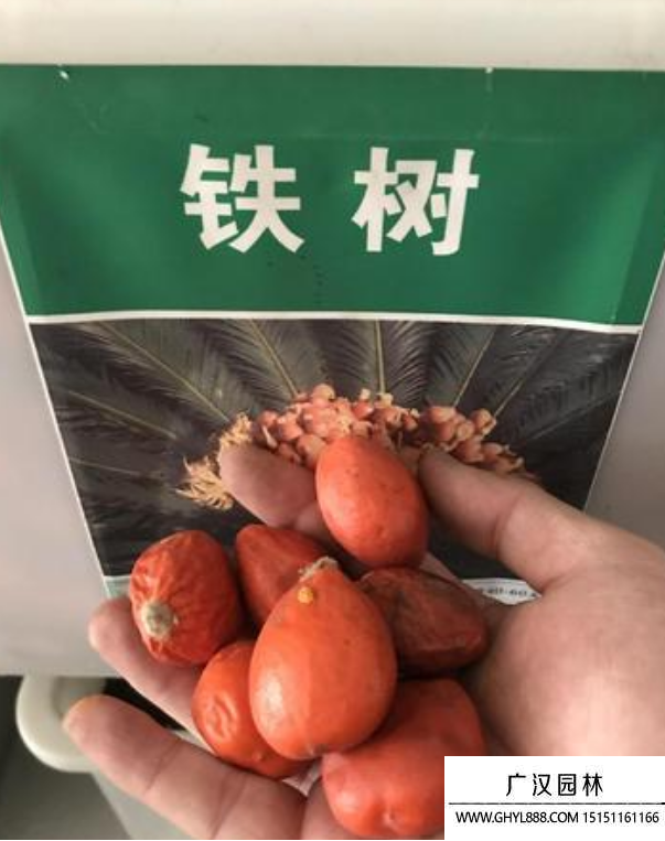 鐵樹種子