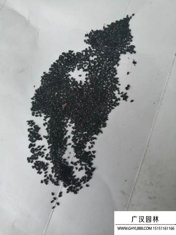 火龍果種子